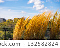 Golden ornamental grass in autumn sunlight on balcony with blue sky and blurred city park background 132582824