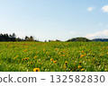 Fresh spring meadow in the Czech Republic with blooming yellow dandelions under a clear blue sky 132582830