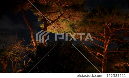 Pine trees illuminated at night in Busan, South Korea Pine trees illuminated at night in Busan, South Korea 132583211