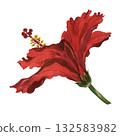 A hand-painted red hibiscus flower. A design element for printed materials. 132583982