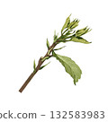 A hibiscus branch with young leaves. Watercolor illustration for postcards and packaging. 132583983