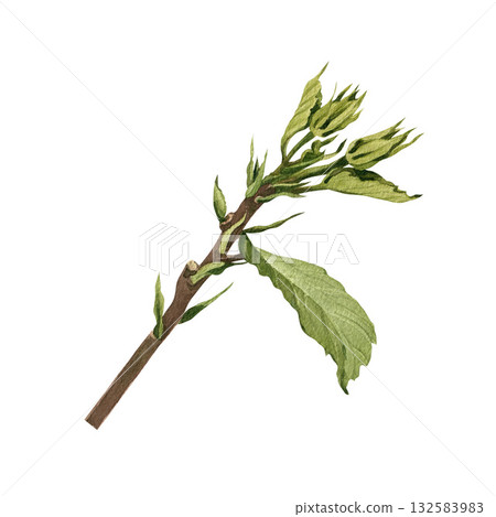 A hibiscus branch with young leaves. Watercolor illustration for postcards and packaging. A hibiscus branch with young leaves. Watercolor illustration for postcards and packaging. 132583983