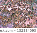 Foliage 132584093