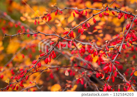 Close up photo of barberry tree full of berries. Bright red barberry fruits 132584203