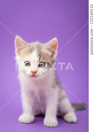 Adorable little kitten on violet background. Studio shot of white fluffy newborn cat 132584210