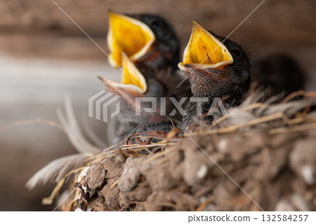 Three small swallow birds in nest. Family of birds opening mouth to be fed Three small swallow birds in nest. Family of birds opening mouth to be fed 132584257