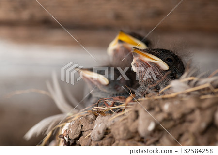 Photo of three newborn swallow birds in the nest. Little birds with yellow mouths 132584258
