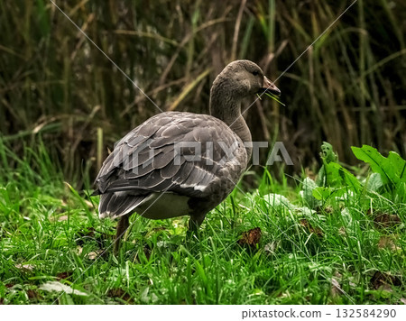 A wild goose poses on the green grass A wild goose poses on the green grass 132584290