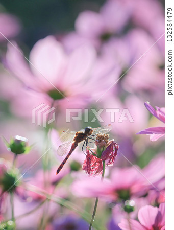 A dragonfly dreams in a field of cosmos 132584479