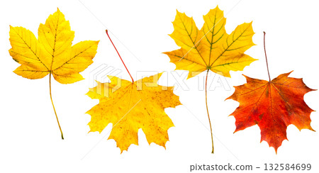 Beautiful autumn leaves depicting the changing seasons on a transparent background. 132584699
