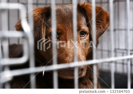Homeless dog in a cage. Dog in animal shelter waiting for adoption. 132584703