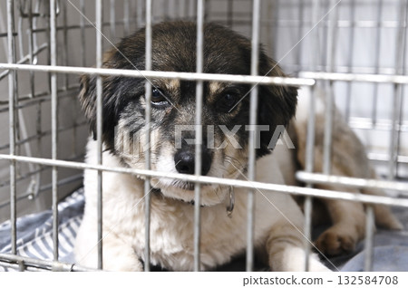 Homeless dog in a cage. Dog in animal shelter waiting for adoption. 132584708