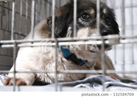 Homeless dog in a cage. Dog in animal shelter waiting for adoption. 132584709