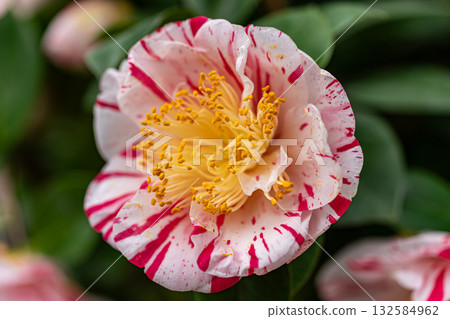 Camellia flower 132584962
