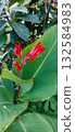 Close macro of red canna flower rising above broad green leaf in lush tropical garden. Vivid color, natural texture, and fresh foliage create striking exotic scene ideal for design, print and web. 132584983