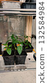 Young pepper plant growing in black pots on shelf. Natural light shines through window, highlighting fresh greenery. Perfect for gardening, plant care and home cultivation. 132584984