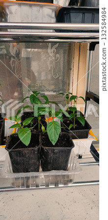 Young pepper plant growing in black pots on shelf. Natural light shines through window, highlighting fresh greenery. Perfect for gardening, plant care and home cultivation. 132584984