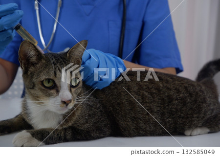 Cat getting injections vaccine by veterinarian at vet clinic. Cat getting injections vaccine by veterinarian at vet clinic. 132585049