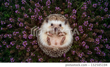Adorable hedgehog lying in a flower field 132585194