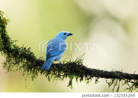 Blue-gray Tanager (Thraupis episcopus) perched on a tree branch. blue bird in the nature habitat. Costa Rica. Wildlife scene from nature. 132585269