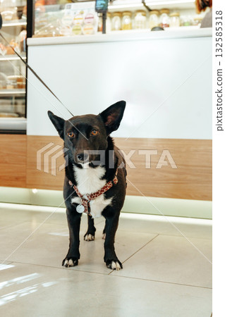 Dog standing in a cafe waiting for a treat during a sunny afternoon 132585318