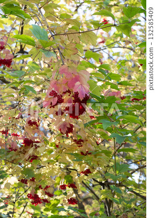 Bright clusters of red berries hang among green and golden leaves in warm autumn sunlight 132585409
