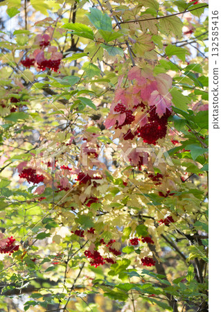 Bright clusters of red berries hang among green and golden leaves in warm autumn sunlight Bright clusters of red berries hang among green and golden leaves in warm autumn sunlight 132585416