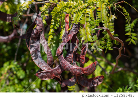 Dried black carob pods on tree in garden, Thailand. 132585483