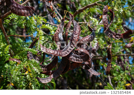 Dry tamarind pods on the tree in the garden. 132585484