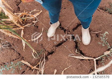Farmer evaluating the damage caused by drought in a cornfield 132585570