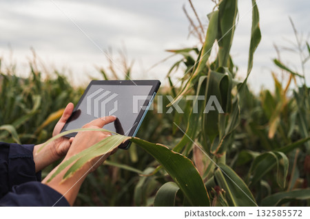 Farmer using digital tablet in corn field for agricultural control 132585572