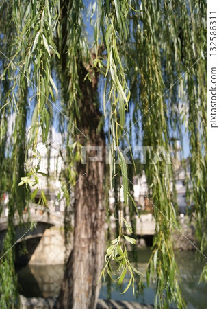 倉敷風景區和倉庫的水道中，水草隨風搖曳。 132586311