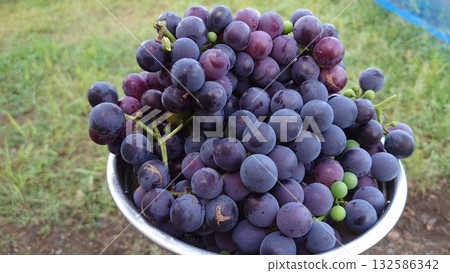Concord Grape Harvest 132586342