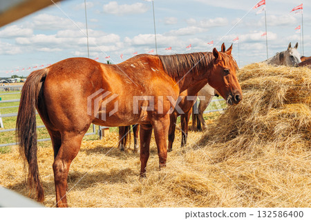 Portraits of Arabian stallions. Horses in a stall Portraits of Arabian stallions. Horses in a stall 132586400