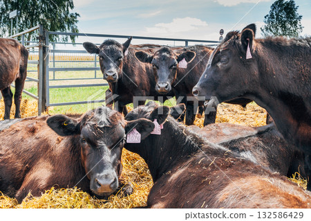 Black Angus calves in the open air Black Angus calves in the open air 132586429