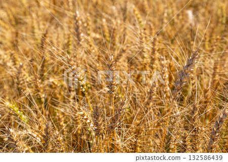 Gold wheat field and blue sky Gold wheat field and blue sky 132586439