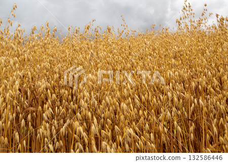 Golden ears of oat on the field. 132586446