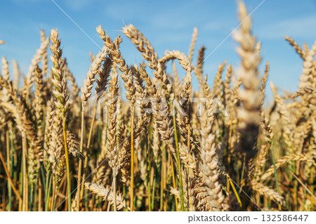 Gold wheat field and blue sky 132586447