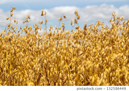 Golden ears of oat on the field. Golden ears of oat on the field. 132586449