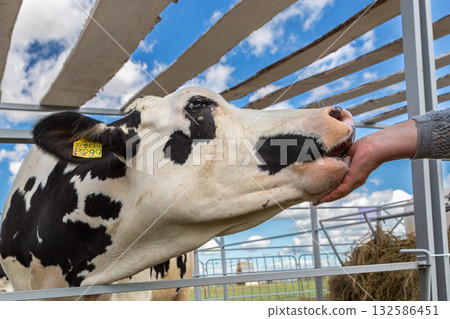 Close up of a young holstein cow licking a hand Close up of a young holstein cow licking a hand 132586451