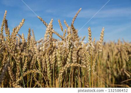 Gold wheat field and blue sky 132586452