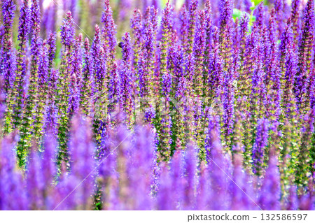 purple lavender flower field under the sun inside garden. High quality photoBlooming macro lavender flower. Violet spring and summer flower. High quality photo purple lavender flower field under the sun inside garden. High quality photoBlooming macro lavender flower. Violet spring and summer flower. High quality photo 132586597