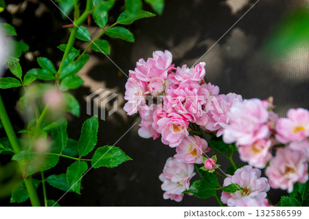 Beautiful roses Bush in garden, roses for Valentine Day. Close-up of a pink rose on a dark green background. High quality photo 132586599