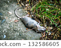 A brown rat lies dead on a gray concrete road. Probably got bitten by a cat almost to the point of being cut off. High quality photo 132586605