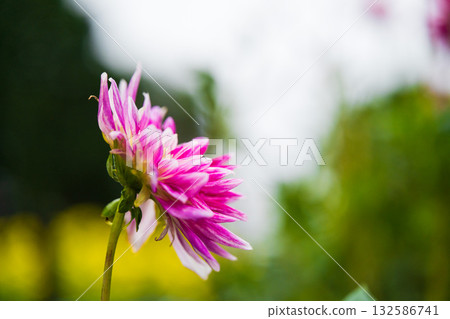 Colorful dahlias in full bloom on a mild autumn day 132586741