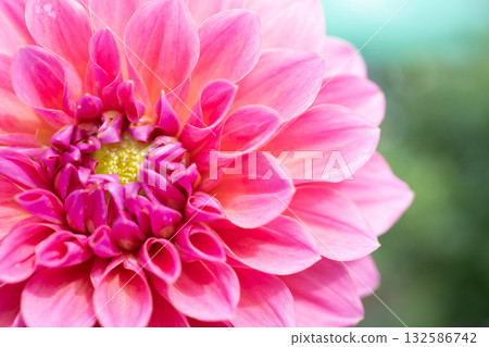 Colorful dahlias in full bloom on a mild autumn day 132586742