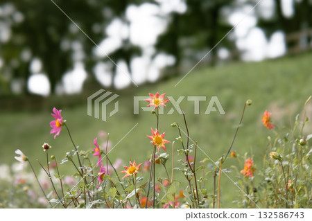 秋高氣爽的日子裡,色彩繽紛的大麗花盛開。 秋高氣爽的日子裡,色彩繽紛的大麗花盛開。 132586743