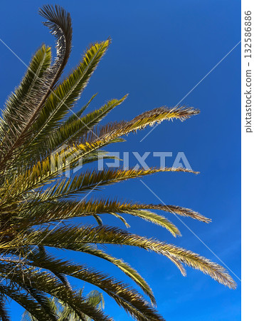 Palm tree leaves stretching 132586886