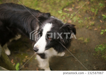 邊境牧羊犬 邊境牧羊犬 132587067