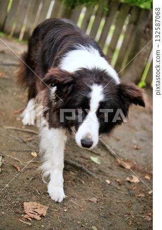 邊境牧羊犬 132587068